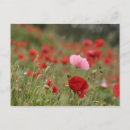 Buscar amapolas rojas postales Plantas