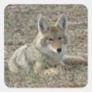 Buscar coyote pegatinas Canis latrans