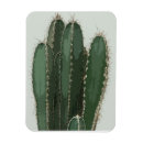 Buscar cactus fotografía Foto de cactus
