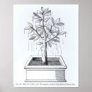 Buscar árbol de vida Planta