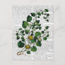 Buscar vino postales Vid vegetal