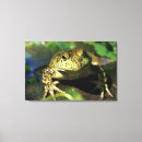 Buscar toro lienzos Vida silvestre