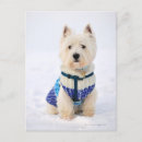 Buscar perro blanco postales Naturaleza