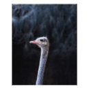 Buscar avestruz fotografía Zoológico