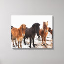 Buscar islandia lienzos Caballo