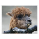 Buscar alpaca fotografía 1 ᵉʳ explotación