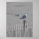 Buscar gaviotas posters Playas