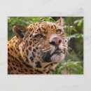 Buscar jaguar postales Felino
