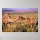 Buscar inusual posters Animal