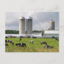 Buscar vacas lecheras postales Agricultura