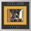 Buscar adopte posters Refugio