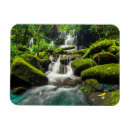 Buscar musgo imanes Selva tropical