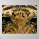 Buscar ojos del tigre posters Fauna