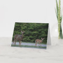Buscar fawn tarjetas Naturaleza