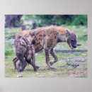 Buscar hyena Vida salvaje