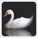 Buscar cisne negro pegatinas Blanco