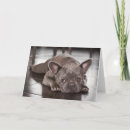 Buscar bulldog francés tarjetas Canina