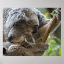 Buscar koalas posters Australia