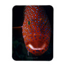 Buscar joya imanes Naturaleza