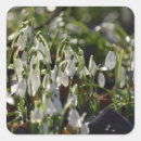 Buscar gotas pegatinas Flores