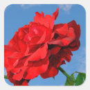 Buscar don pegatinas Rosa