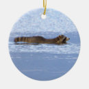 Buscar mapache adornos Animales