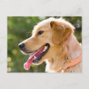 Buscar lengua postales Animal