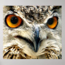 Buscar búho ojo arte Animal