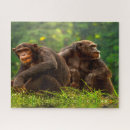 Buscar chimpancé puzzles Para todos