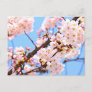 Buscar flores de cerezo japonesas postales Japón