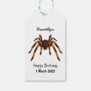 Buscar arácnido Arachnida