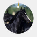 Buscar caballo árabe adornos Árabes