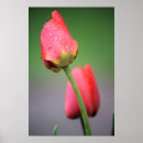 Buscar tulipán rosado posters Para ella
