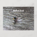Buscar mallard duck postales Patos