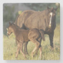 Buscar caballos nacionales Naturaleza