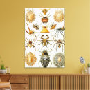 Buscar arácnidos arte Halloween