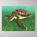 Buscar tortuga arte Tortuga marina verde