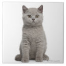 Buscar gatito azulejos Piel