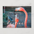 Buscar flamingos postales Pájaro