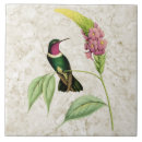 Buscar colibrí y flores azulejos Tropical