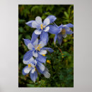 Buscar columbine arte Aquilegia caerulea