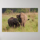 Buscar elefante indio posters Asiático