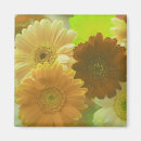 Buscar gerbera imanes Margarita