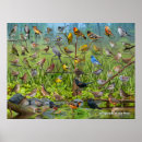 Buscar pinzón posters Pinzones