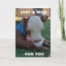 Buscar moo fotografía Divertido