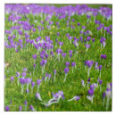 Buscar morado azulejos Para todos