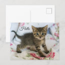 Buscar sorprendida postales Felino