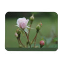 Buscar capullo de rosa imanes Rosas
