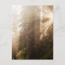 Buscar secoya postales Parque nacional redwood