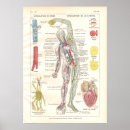 Buscar arterias Venas